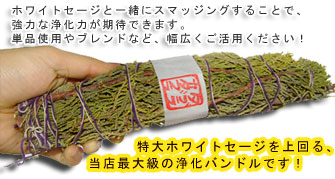 ジュニパー.jpg